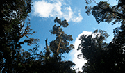  Aprobado nuevo parque natural “Guayupes”