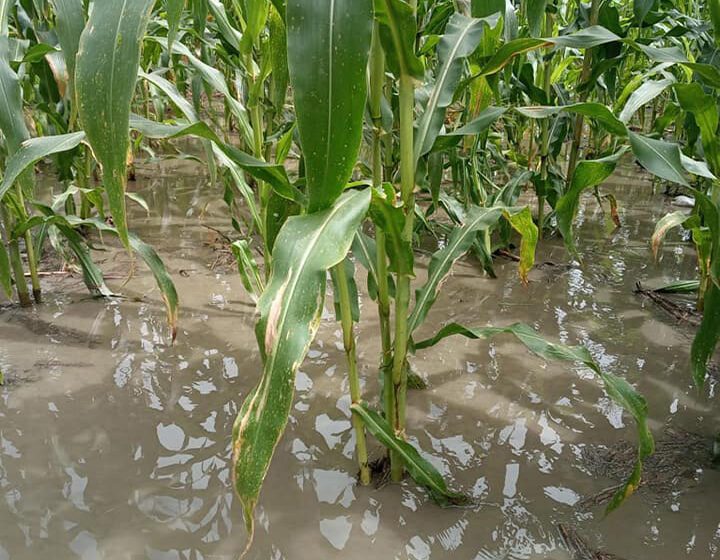 Inmediata y verdadera ayuda piden al gobierno campesinos, víctimas del invierno