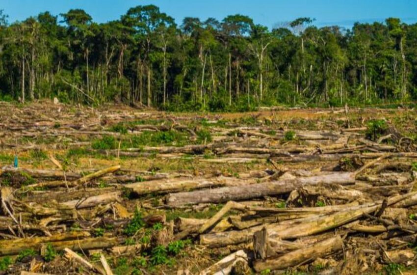  El gobierno ha sido incapaz de detener a los malvados que destruyen la naturaleza