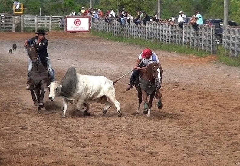  Encuentro de coleo a puerta cerrada en el puente festivo de la raza en la capital del Meta