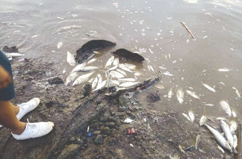  Denuncian muerte de pescados por contaminación en Acacías