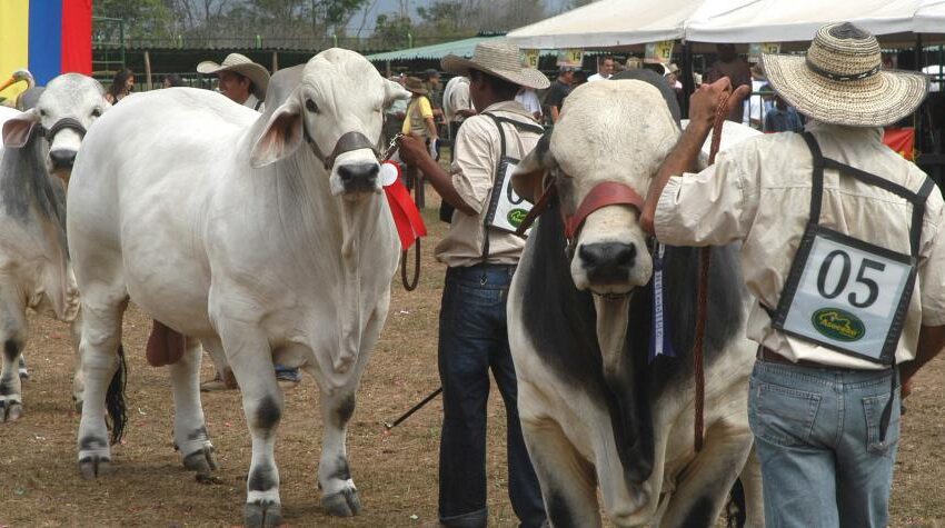  Por coronavirus aplazada Feria Agroindustrial de Malocas 2021