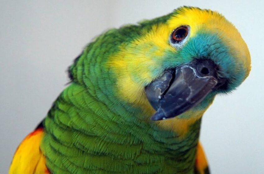  Lora superó adicción a las papas de paquete, bajó de peso y pudo volver a volar