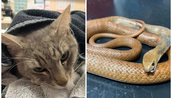  Gato falleció por proteger a 2 niños de una de las serpientes más venenosas del mundo