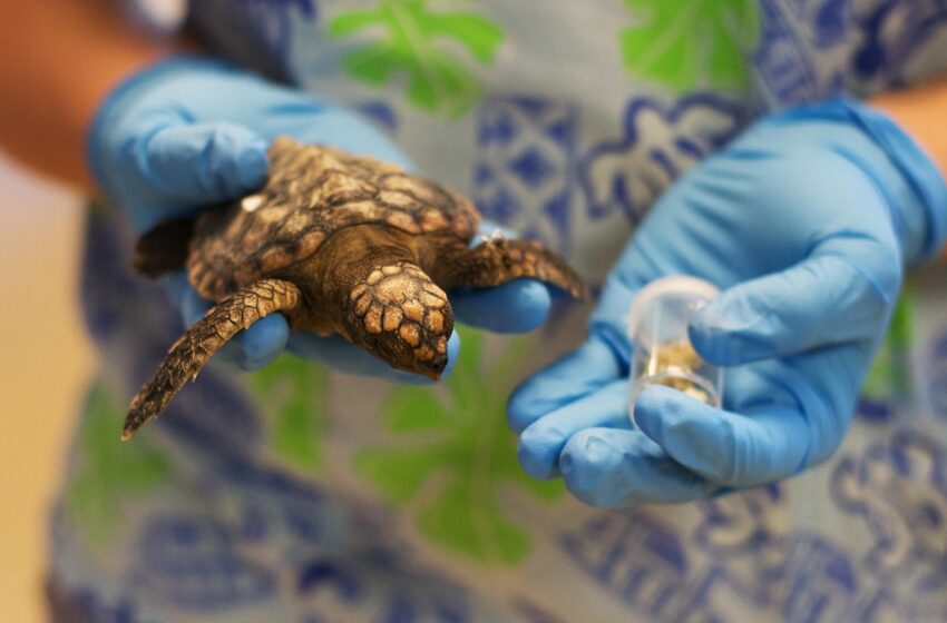  Liberan a una tortuga encontrada viva en el estómago de un pez