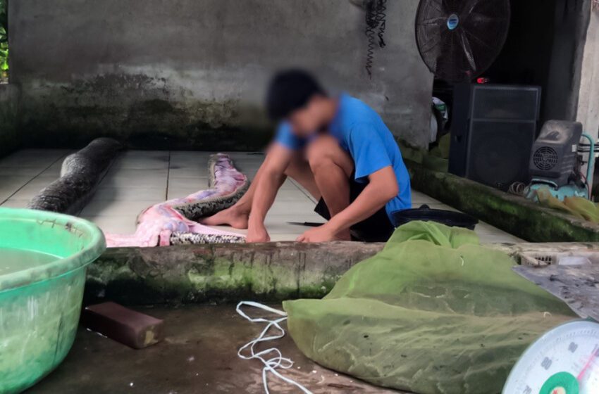  Descubren que granja infla pitones con aire comprimido hasta matarlas para vender su piel