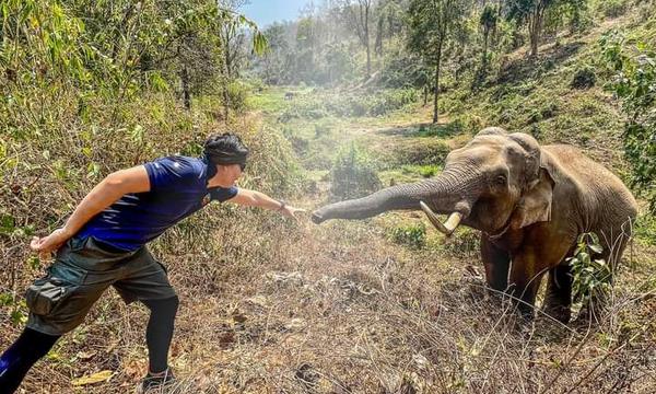  Elefante reconoce y saluda al veterinario que le salvó la vida hace 12 años