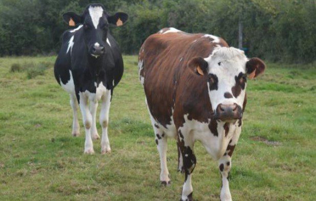  Campesino quiso demandar ante la policía a sus vacas porque no le estaban dando leche