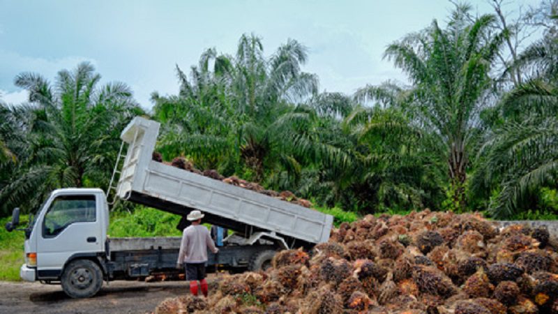 El Gobierno pidió a los Palmicultores del Meta que se organicen para crecer