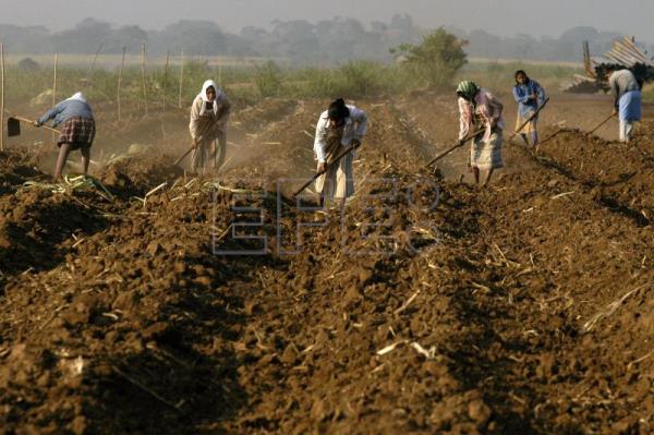 GUATEMALA AGRICULTURA – El IICA destaca un plan con EE.UU. y la UE para empoderar a las mujeres guatemaltecas