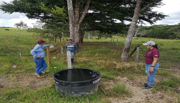 Implementan sistemas silvopastoriles para combatir la deforestación