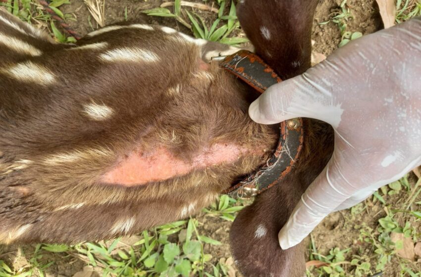  Brutal maltrato a danta joven que tenían como mascota