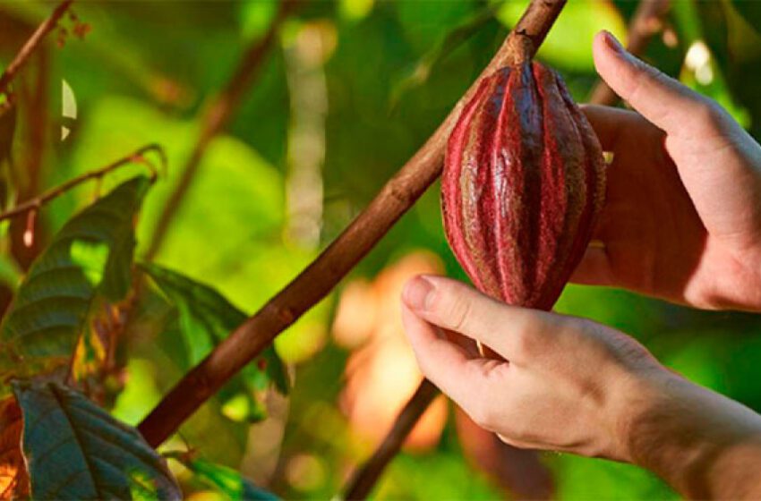 El Guaviare logró reconocimientos por su calidad de cacao