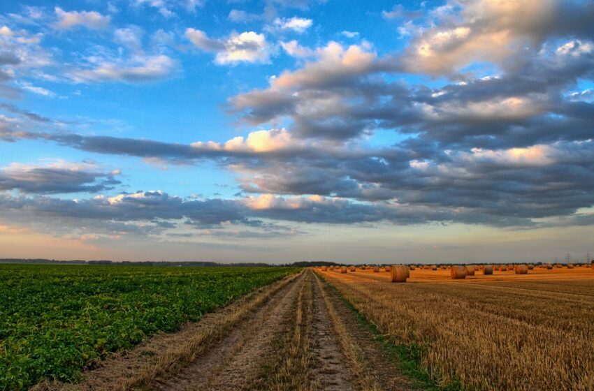  Los cambios en la Política Agraria Común podrían comprometer la biodiversidad y la sostenibilidad agrícola a largo en Europa