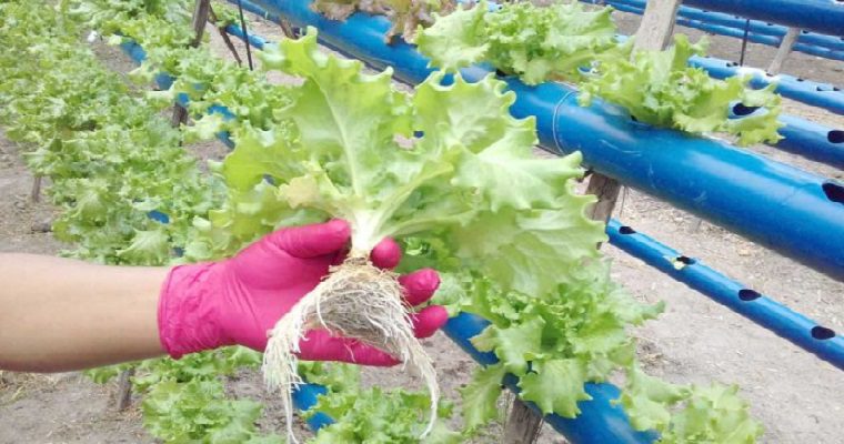  Con inversión de $5.457 millones se fortalece la producción de hortalizas en el Meta