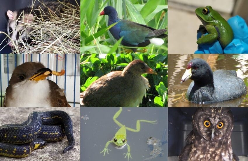  El calor y la destrucción de su hábitat obligan a los animales silvestres a buscar la zona urbana