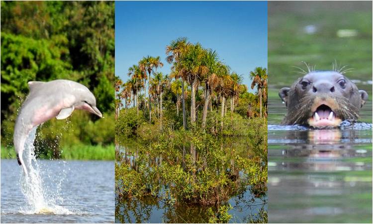  La nutria gigante y el delfín encabezan las especies más amenazadas en el Meta