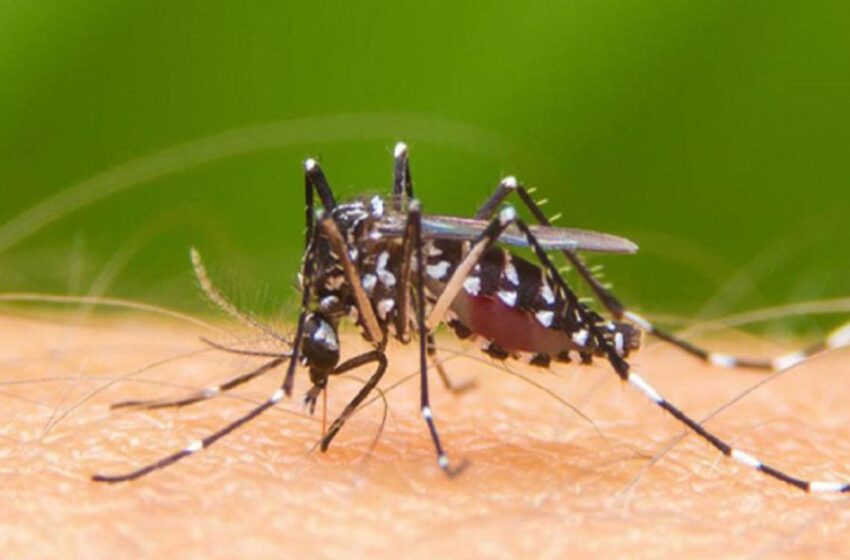  Jornada de control al zancudo transmisor de dengue mañana sábado en la capital del Meta