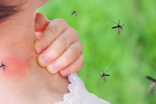  Alcalde propondrá declarar la emergencia sanitaria y hospitalaria por Dengue en Villavicencio.
