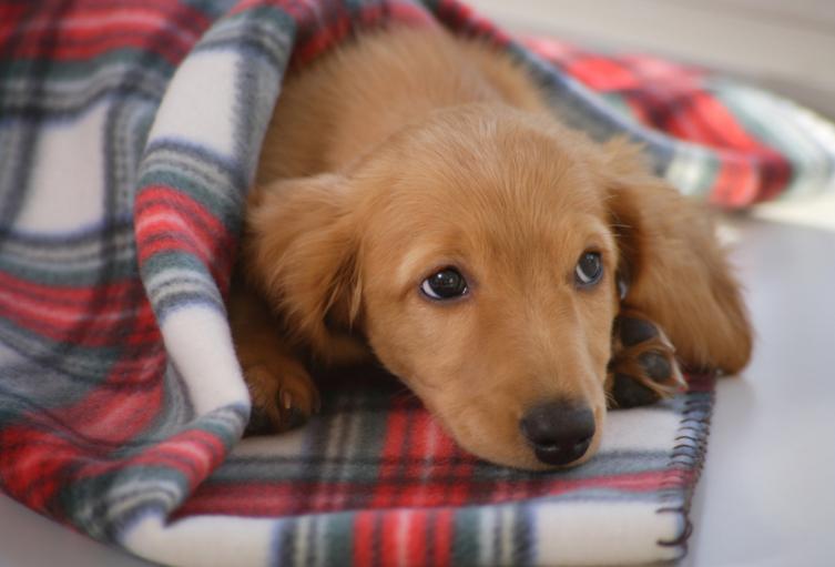 Con disfraces de mascotas sensibilizan a conductores para evitar atropellamiento a animales silvestres