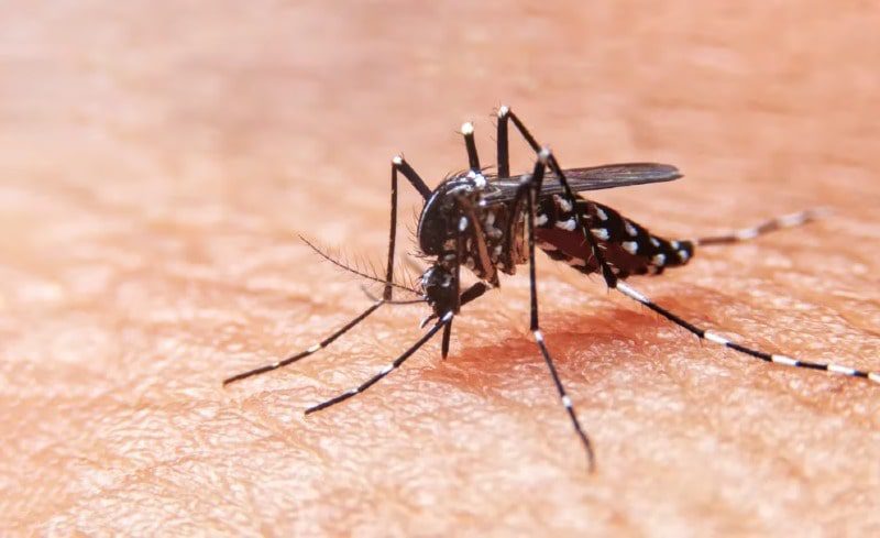  El Meta por encima de la alerta roja por casos de dengue con 9.642 en el país reportó el Instituto de Salud