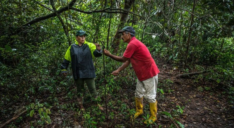  En aumento el número de familias que protegen el bosque nativo en el Meta