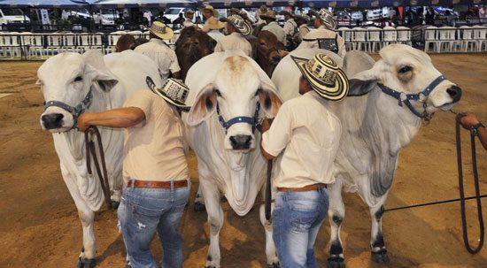  Sexta feria de exposición ganadera cebú y tercera equina grado B del 21 al 24 de septiembre en Puerto Gaitán