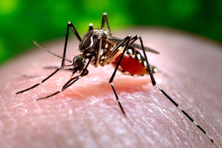  La alcaldía de Villavicencio no baja la guardia en campaña ‘sin criaderos no hay dengue’