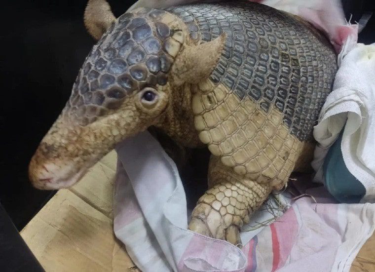  Ocarro en vía de extinción fue rescatado por Cormacarena en Puerto Rico, Meta