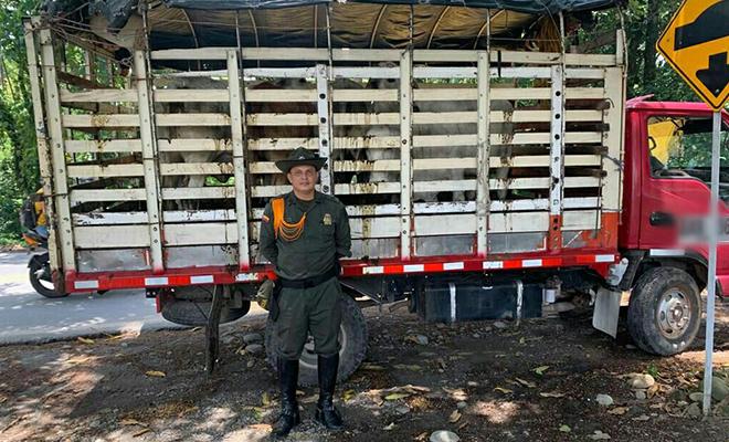  En prevención contra el hurto de ganado policía retiene varios animales