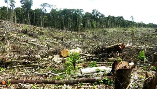  Empresa agroindustrial se acoge a principio de oportunidad y se compromete a resarcir zona deforestada 