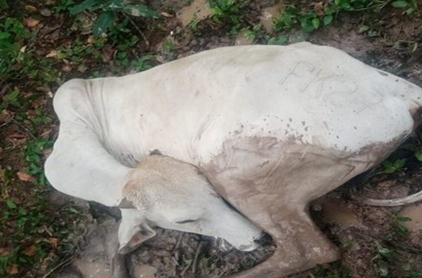  Murieron 5 reses por rabia tras mordedura de Murciélagos en Barcelona.