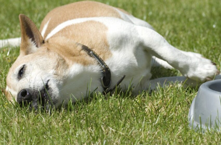  En envenenamiento sistemático murieron 14 animales entre gatos y perros