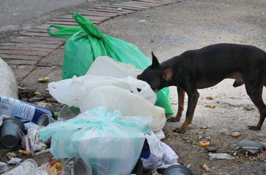  Alcaldía impondrá comparendos a quienes arrojen basuras