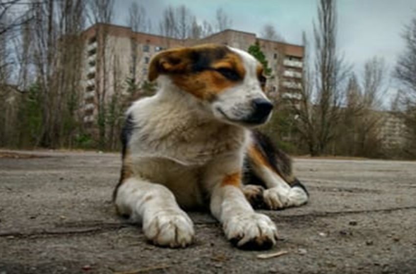  Recolección de alimentos para perritos y gaticos abandonados