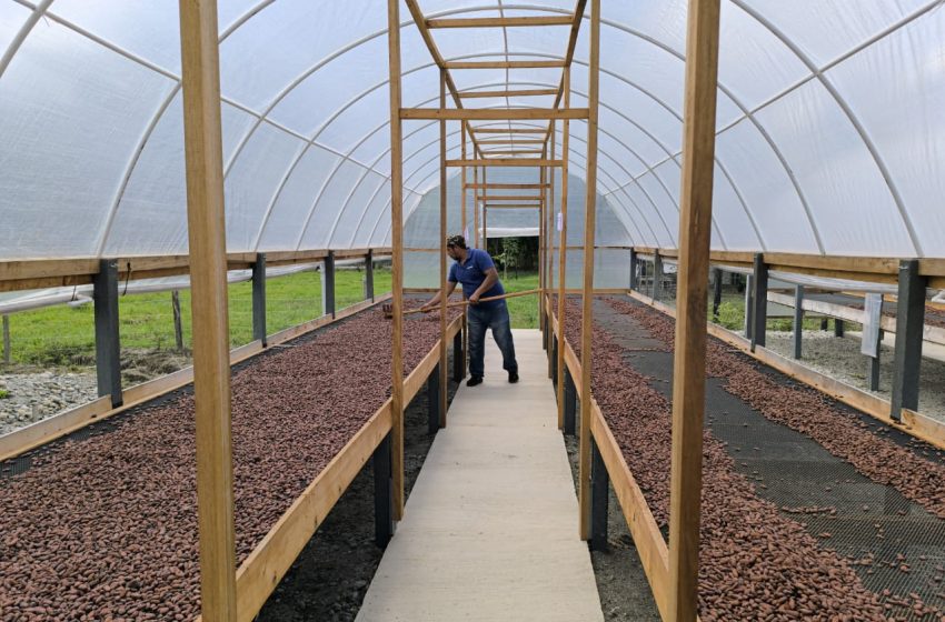  Ventas de cacao cultivado en el Meta marcaron récord en 2024