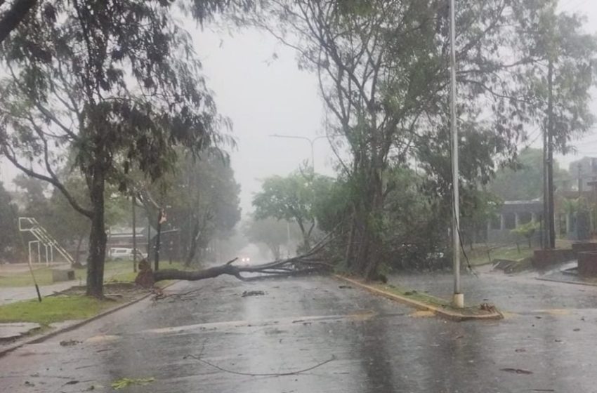  ¿Por qué se caen más árboles en temporada de lluvias?